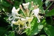 Geurolie Kamperfoelie voor melts kaarsen en zeep 20 ml