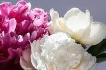 Geurolie Peony & Vanilla voor melts kaarsen en zeep 20 ml