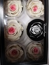 Geconserveerde rozen Geprepareerd Wit Roze XL doos 6 stuks