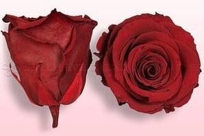 Geconserveerde rozen Geprepareerd Donkerrood L doos 4 stuks