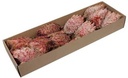 Protea Barbigera Medium Naturel Rood doos 10 stuks