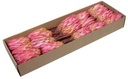 Protea Repens Erica Naturel Roze doos 24 stuks