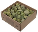 Leucodendron assortiment Green wash 640 gram
