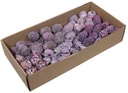Leucodendron assortiment op draad Lila Brombeer doos 100 stuks