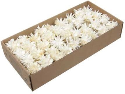 Leucodendron Plumosum op draad Gebleekt doos 55 stuks