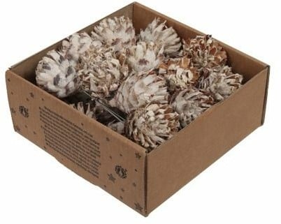 Leucodendron Plumosum op draad White wash doos 25 stuks