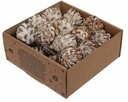 Leucodendron Plumosum op draad White wash doos 25 stuks