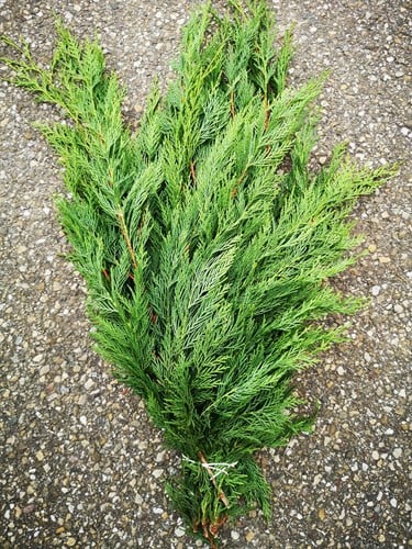 Coniferen groen grote bundel
