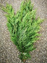 Coniferen groen grote bundel