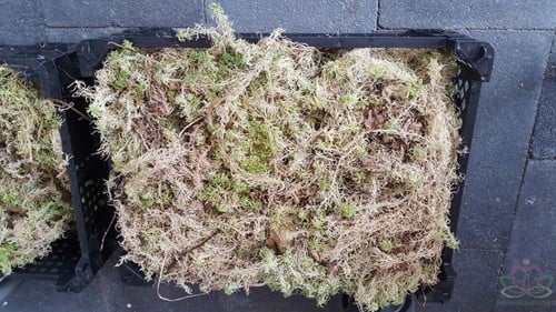 Spaghnum Sphagnum Kratje of zak voor hydrocultuur, bloemschikken en stekjes opkweken