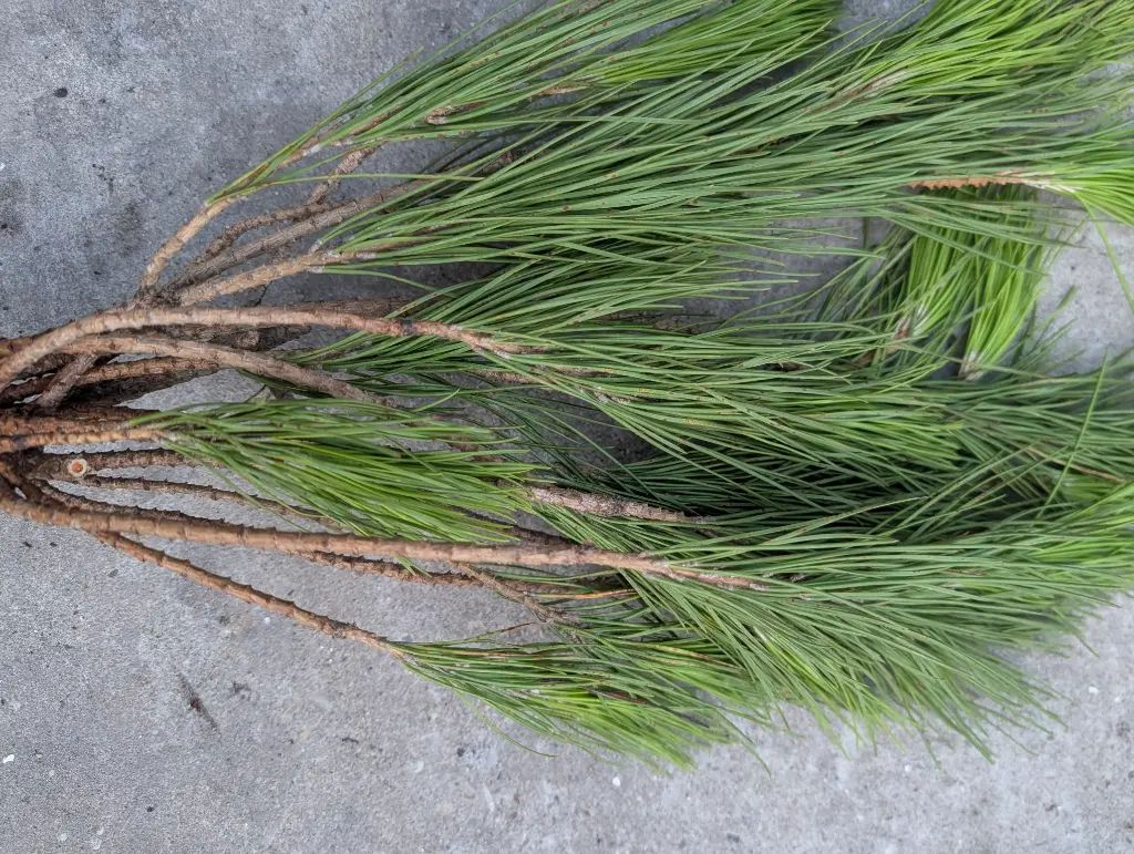 Pinus Strobus DennenGroen bos ca. 55cm Mooi dennengroen
