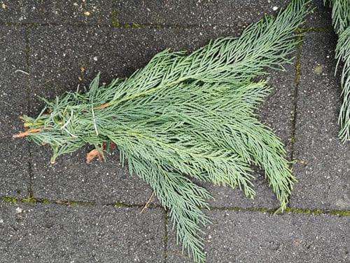 Kort coniferen groen ca. 10 cm bundel grijs groen