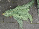 Kort coniferen groen ca. 10 cm bundel grijs groen