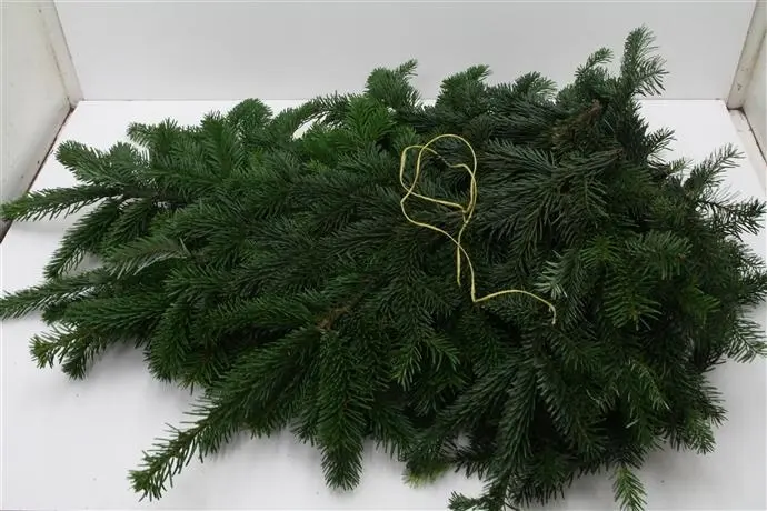 Nordman PAK ca. 5 kilo vers WinterGroen vers