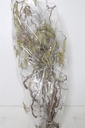 Kronkelhazelaar Corylus Av Contorta 3-jarig ca. 120-129 cm per stuk paastak