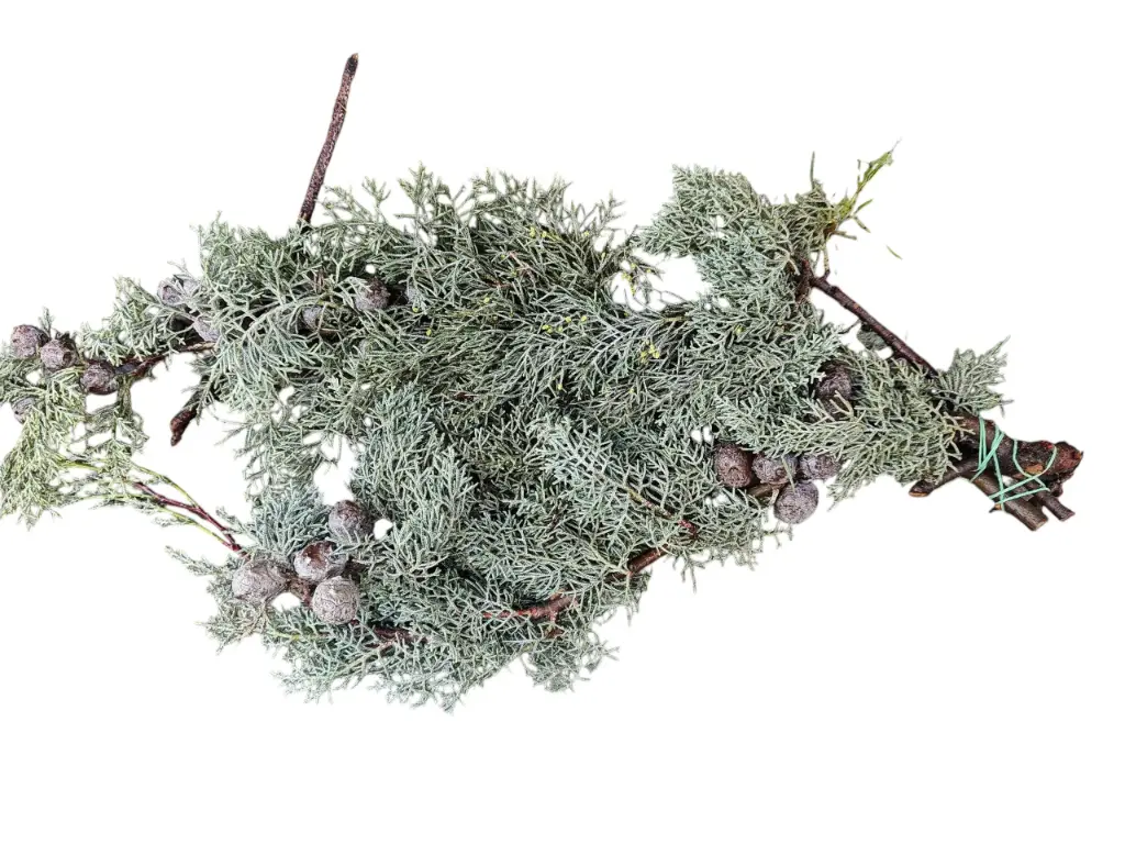 Cypres Cupresse Arizonica 500 gr 60 cm bos