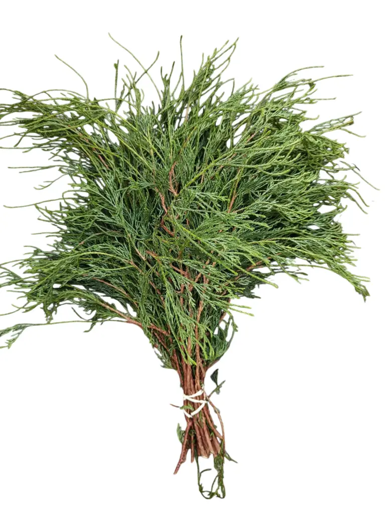Chamaecyparis Filifera bundel ca. 50 cm