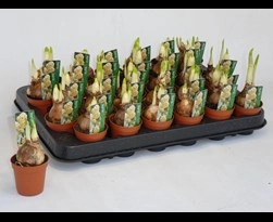 Narcis bolletjes P5 Bridal Crown Creme