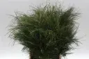 Casuarina bundel geschikt om te drogen