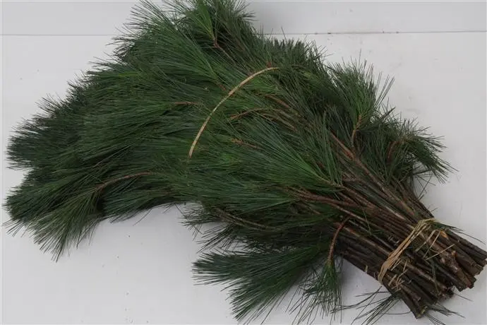 Kiefer dennen groen bos 10 stuks ca. 60 cm