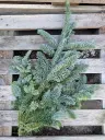 Nobilis DennenGroen Tak vers WinterGroen vers