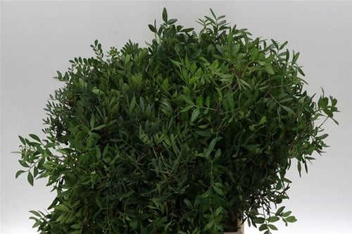 Pistacia bosje 10 takken vers Groen voor
