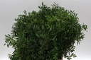 Pistacia bosje 10 takken vers Groen voor