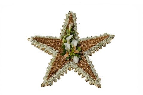OASIS® Bioline Ster 25 × 25 × 4,5 cm oase voor verse bloemen