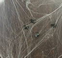 Spinnenweb Wit met spinnen 20 gram