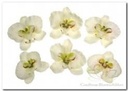 Orchidee hoofd losse bloemen Creme Groen Bruin 8,5 cm pak 6 stuks