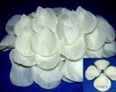 Blad Zijden blaadjes rozenblaadjes Ivory bigpack 1000