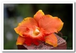 Oranje Orchidee Zijden bloem