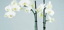 Orchidee clip zwart 0.8 x 50 mm 50 stuks