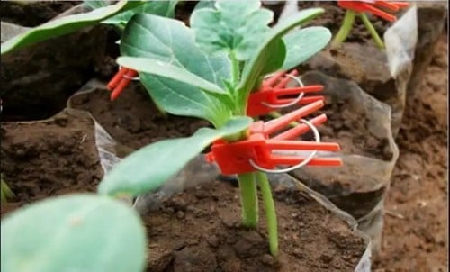 Stekclips rood plantenclip platbek 50 stuks