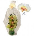 Orchidee wit op clip zijdebloem