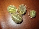 Cucumis Prophetarum sierkomkommertjes zaden 