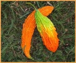 Momordica charantia zaden
