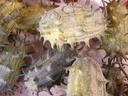 Cucumis Kiwano metuliferus sierkomkommertjes zaden kleinverpakking