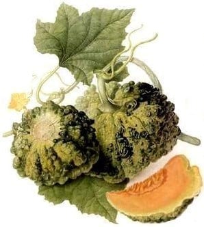 Cantaloup Meloen Prescott Fond Blanc curiositeit