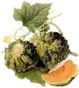 Cantaloup Meloen Prescott Fond Blanc curiositeit
