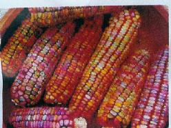 Zea Earth Tones Dent Corn siermaiszaden kleinverpakking