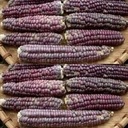 Zea Siermais Mandan Rood Clay Lavender Mandan