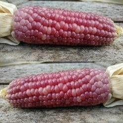 Zea Pofmais Little Miss Muffet decoratieve pofmais kleinverpakking