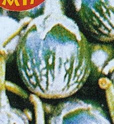 Solanum Kermit F1 zaden van decovruchtjes