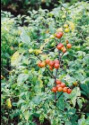 Solanum Comprido Verde Clara zaden van decovruchtjes