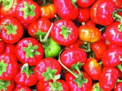 Solanum Goyo Kumba zaden van decovruchtjes