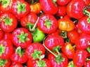 Solanum Goyo Kumba zaden van decovruchtjes