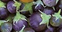 Auberg Lao Purple Stripe