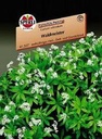 Lievevrouwebedstro Galium Odoratum