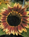 Helianthus Marley F1 Zonnebloemzaden